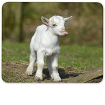 ~goat squad-