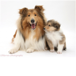 Puppy Luv ;)