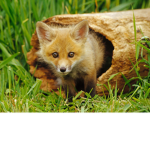 *Foxy's log*