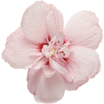 dat_valkyrie's clothes