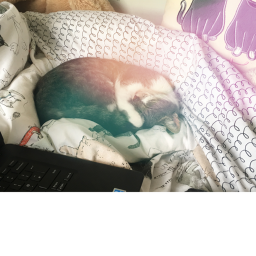 Cat fan game