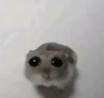 sad hamster squad