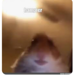 Special hamster tactical operations