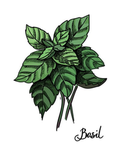 The Basil Bunch!