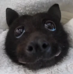 Bats and Buddies!
