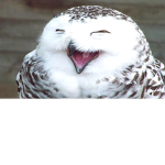 Owl OverLoad squad