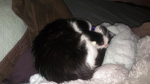 Kitty_community