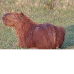 Capybara super squad