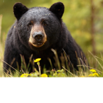 black bear peace