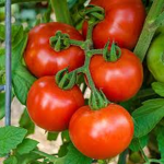The Couch Tomatoes