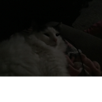 Only people who like cats!