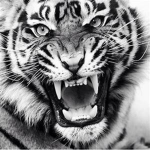 Team Tiger "ROAR"