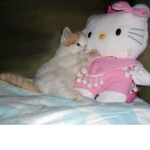 Blossom_Kitty
