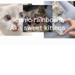 - iconic rainbows -