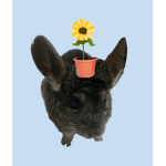 The Chinchillas are calling