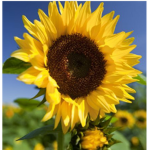 sunflower yellow