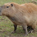 Capybara's Cool UGC