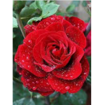Flowers forever