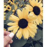 Sunflower Squad #stay sunny#