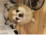 Alfie army by chihuahua_lover2110
