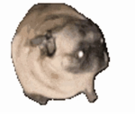 The Pug Cult