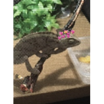 Chameleon Fever