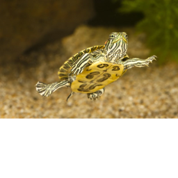 Turtles. Are. Awesome.