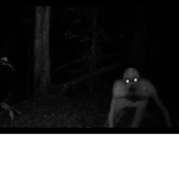 THE RAKE FOREST