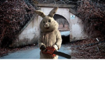 Bunny man united raiders
