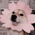 The Official Doges
