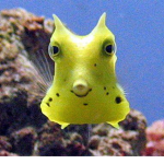 Fish Business
