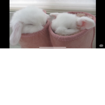 Aesthetic bunniessss