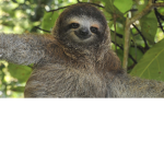Sloth Friends!