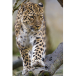 Friendly Leopard Clothing
