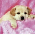 Sub me@ to a baby buds!
