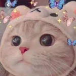 Sasuke yt