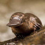 The Platypus Kindom