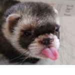 Ferret Models
