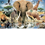 Animal_club!!!