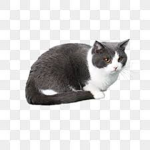 cat storm<3