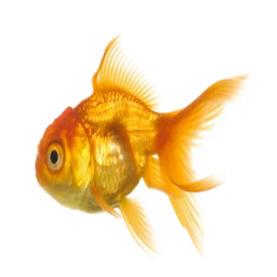 HappyFish Camp [opened] icon