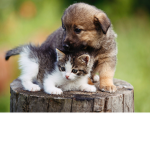 Kittens and puppy’s club