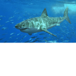 Shark, ta ki and smol's group