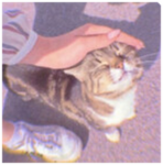 kitty's hai