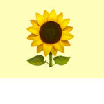 *~sun+flower~*