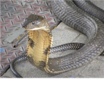 The Epic Serpents