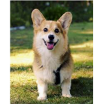 Corgi cookie