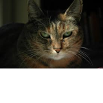 Because Cats!