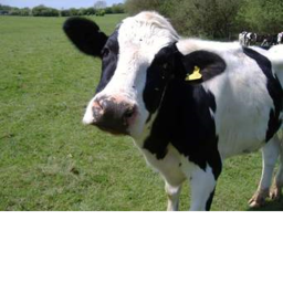 Happy cow cafe