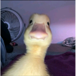 Nooobruh